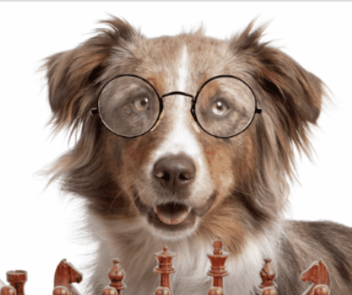 Develops your Dog Hidden Intelligence To eliminate bad behavior and Create the obedient, well-behaved pet of your dreams